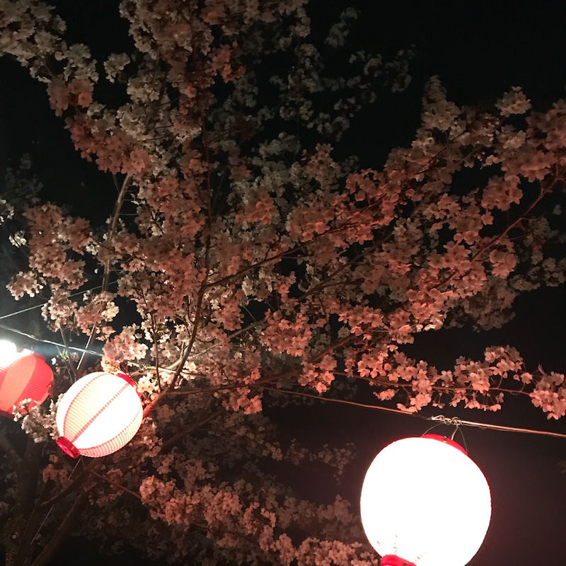夜桜♡